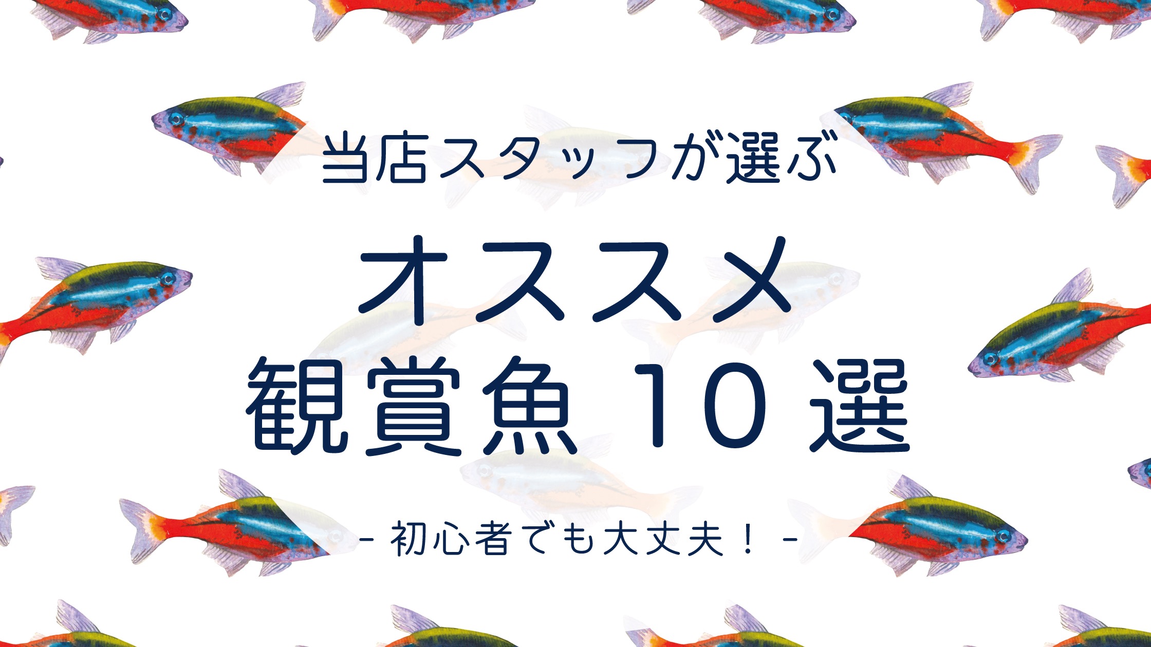 初心者さん必見！未来アクアリウムがおすすめする観賞魚10選｜飼い 