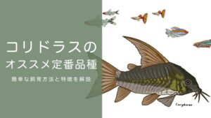 コリドラス-300x169.jpg