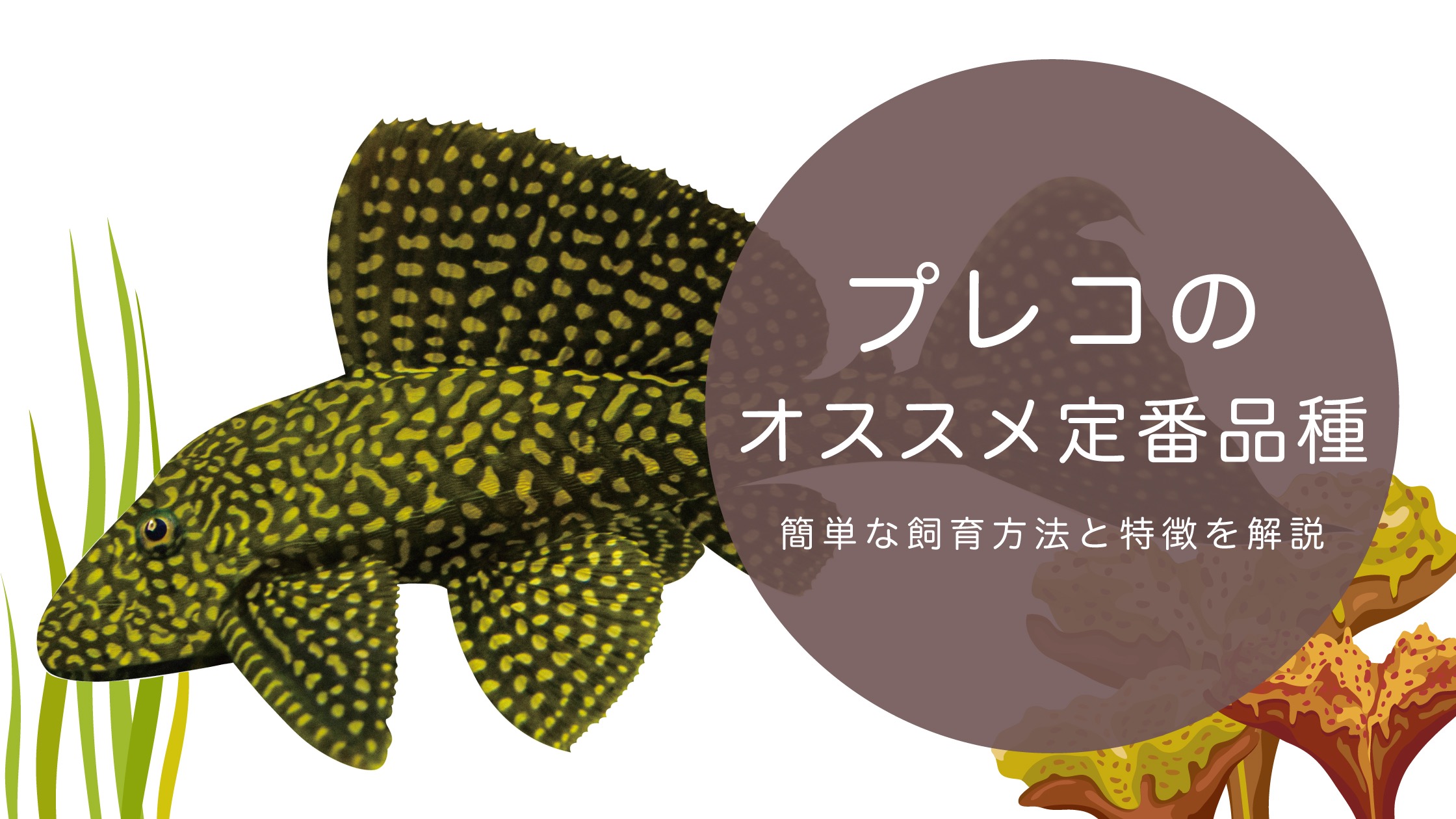初心者さん必見！プレコの定番品種と特徴を解説｜飼いやすい種類をプロ 