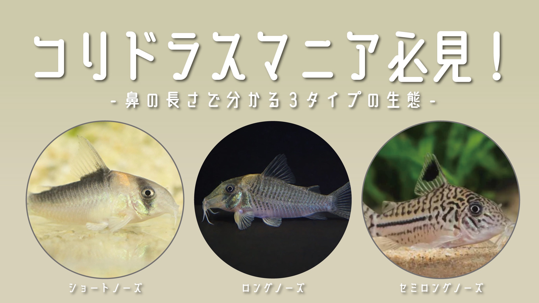 コリドラスの鼻の長さでわかる3タイプの特徴と飼育ポイント｜未来 