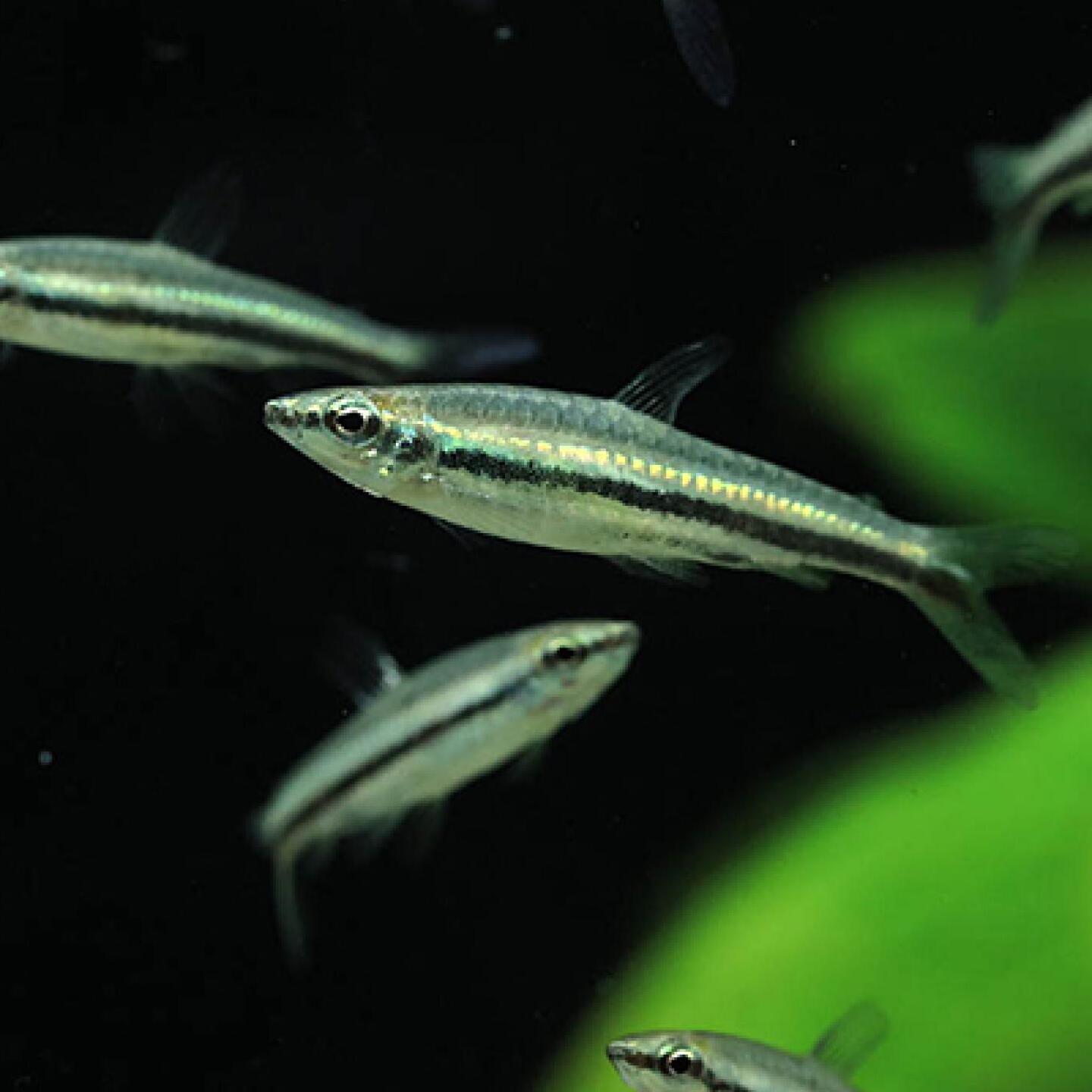 miraiaquarium-karashin