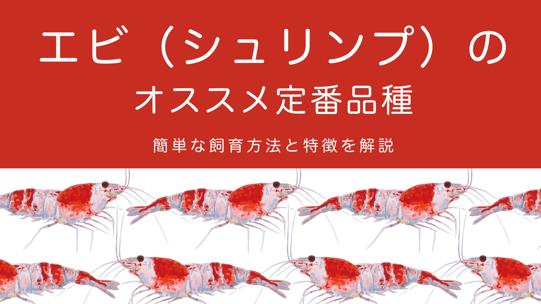初心者向け｜アクアリウムで人気のエビ5選！特徴と飼育方法を徹底解説 
