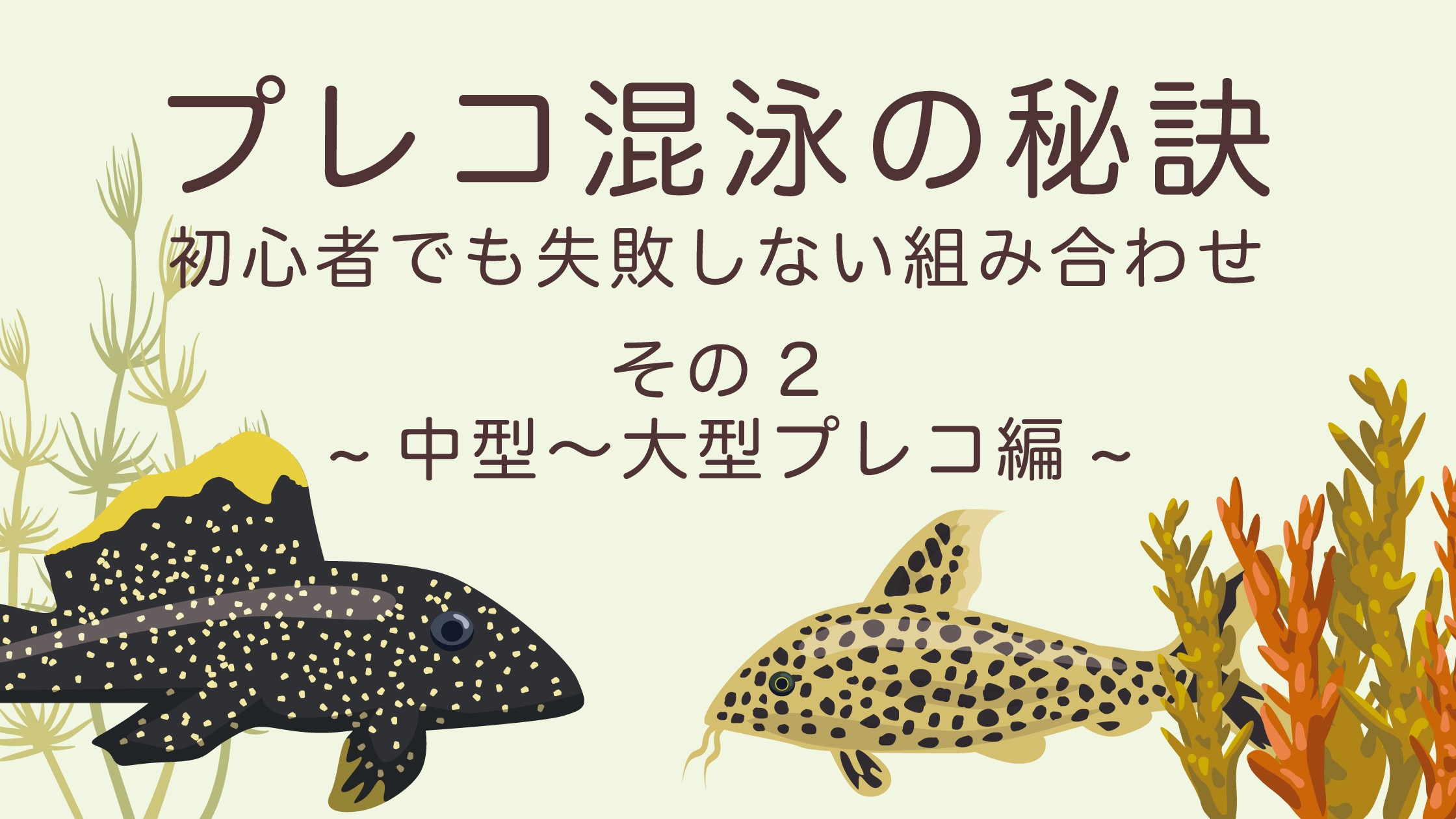 初心者向け｜中型・大型プレコの混泳で失敗しないコツと相性の良い魚種 