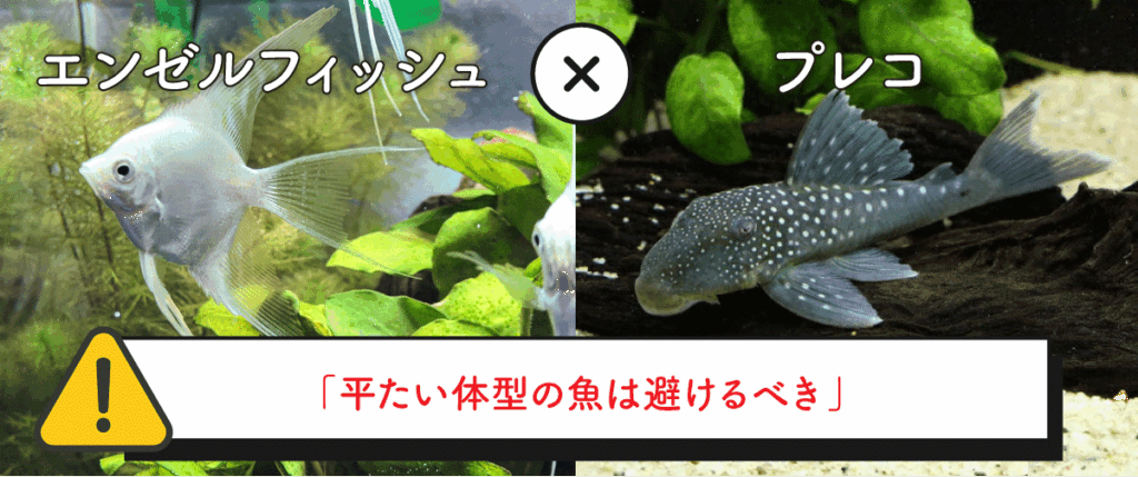 エンゼルフィッシュとプレコの混泳は細心の注意が必要