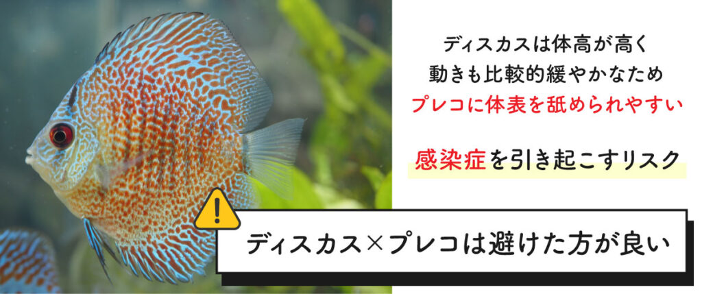 ディスカスはプレコの混泳相手に相応しくない