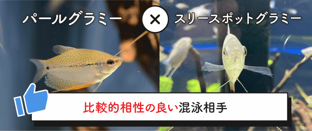 プレコと相性の良い混泳相手