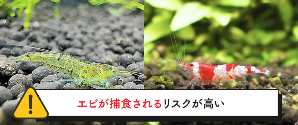 小型のエビ類とプレコの混泳は、エビが捕食されるリスクが高い