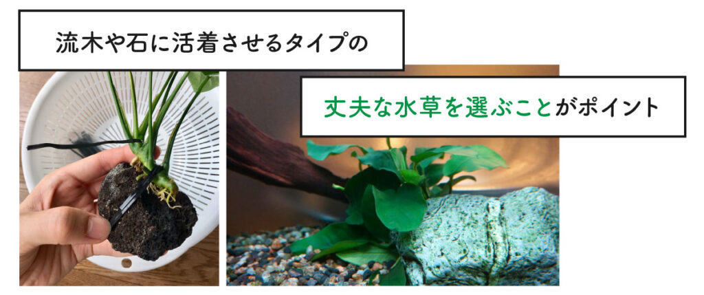 流木や石に活着させるタイプの丈夫な水草を選ぶことがポイント