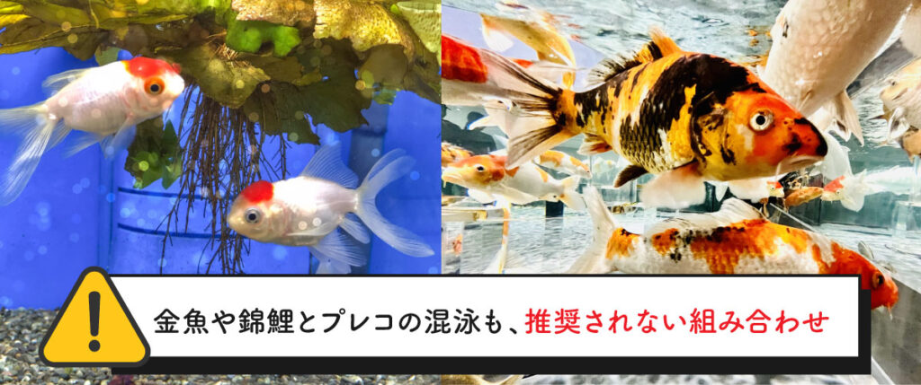 金魚や錦鯉とプレコの混泳も、推奨されない組み合わせ