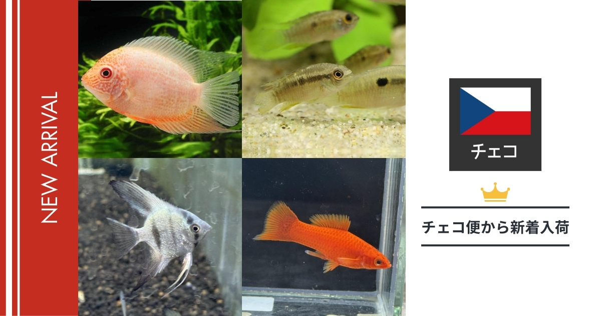 2025年12月】未来アクアリウム｜チェコ便から熱帯魚が入荷