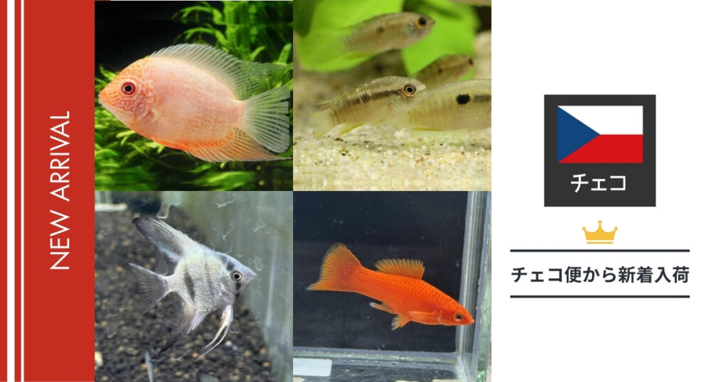 【2025年】未来アクアリウム｜熱帯魚入荷（チェコ便） (1)