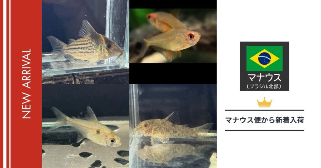 【2025年】未来アクアリウム｜熱帯魚入荷（マナウス便）