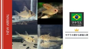 【2025年】未来アクアリウム｜熱帯魚入荷（マナウス便）