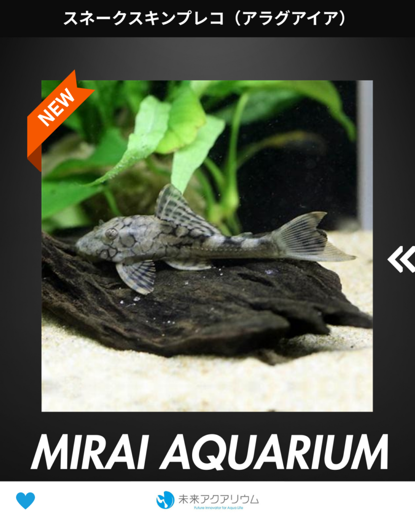 未来アクアリウム_スネークスキンプレコ（アラグアイア） 新入荷