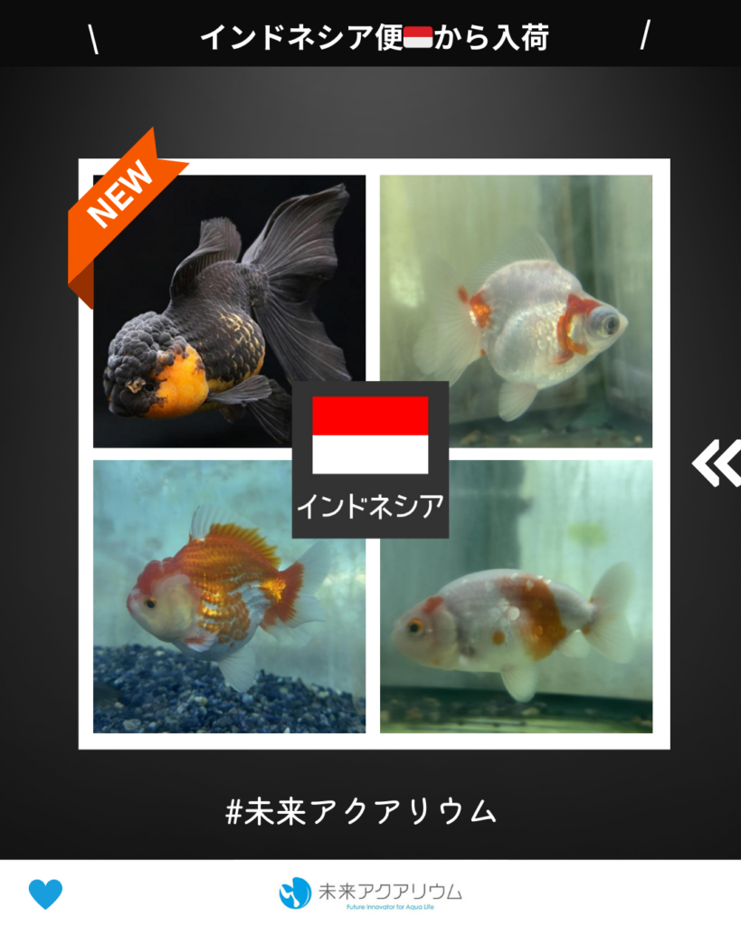 未来アクアリウム｜インドネシア便🇮🇩新入荷