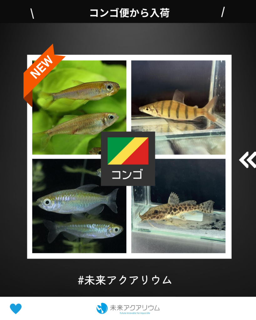 未来アクアリウム｜コンゴ便新入荷