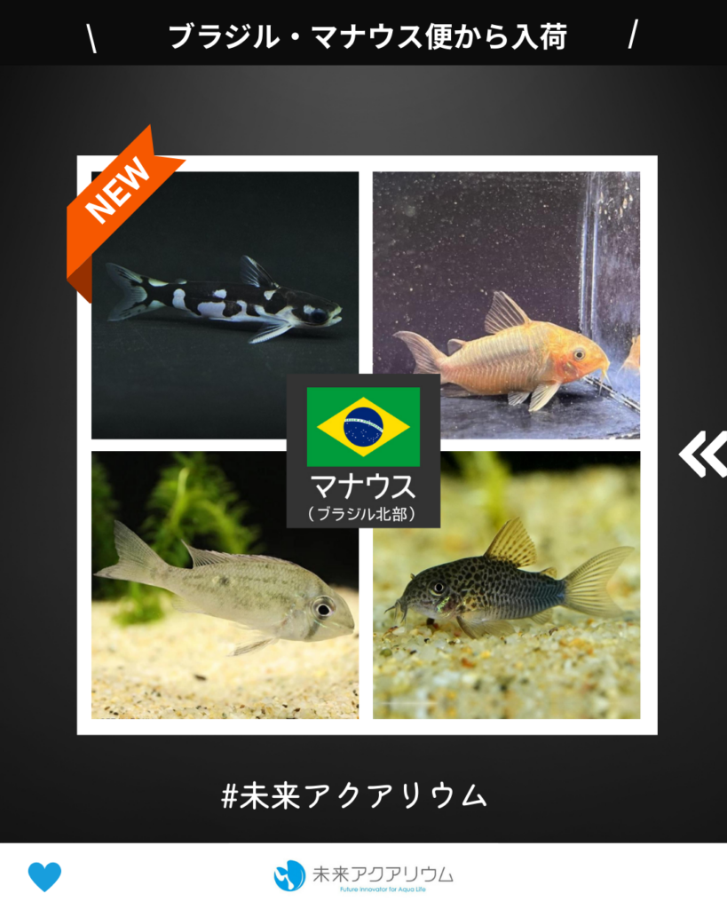 未来アクアリウム｜ブラジル・マナウス便新入荷