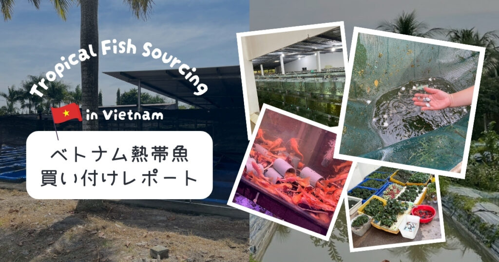 未来アクアリウム｜ベトナム熱帯魚買い付けレポート