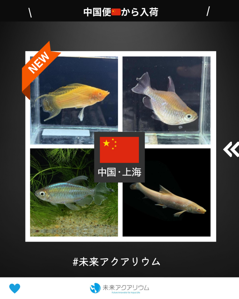 未来アクアリウム｜中国便新入荷
