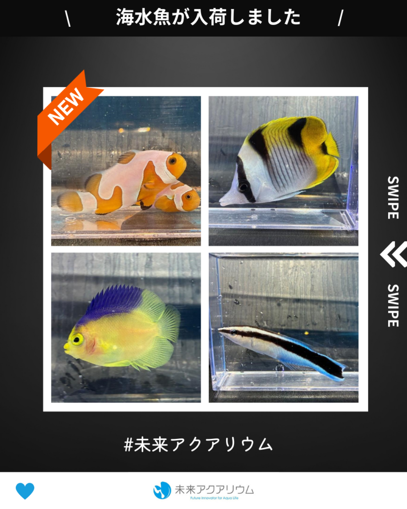 未来アクアリウム｜海水魚新入荷