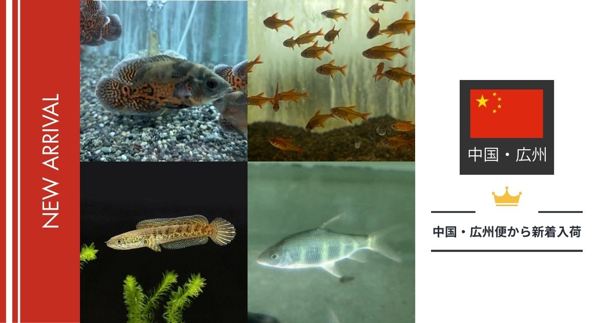 熱帯魚入荷情報,中国便 ,広州便,アジア産熱帯魚,未来アクアリウム,2025 