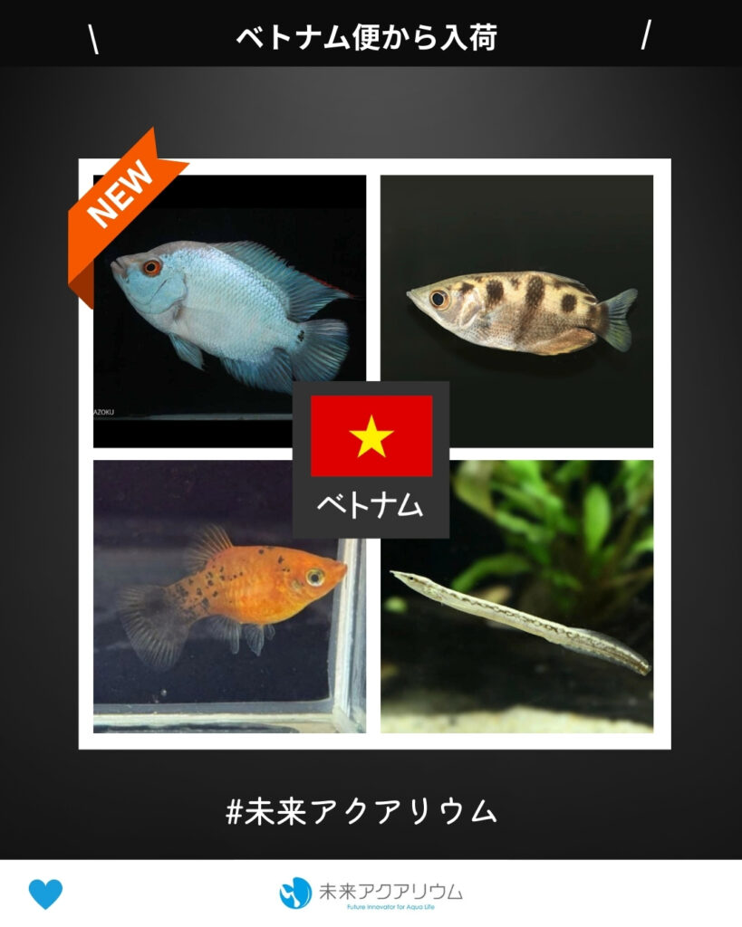 未来アクアリウム｜熱帯魚（ベトナム便）新入荷