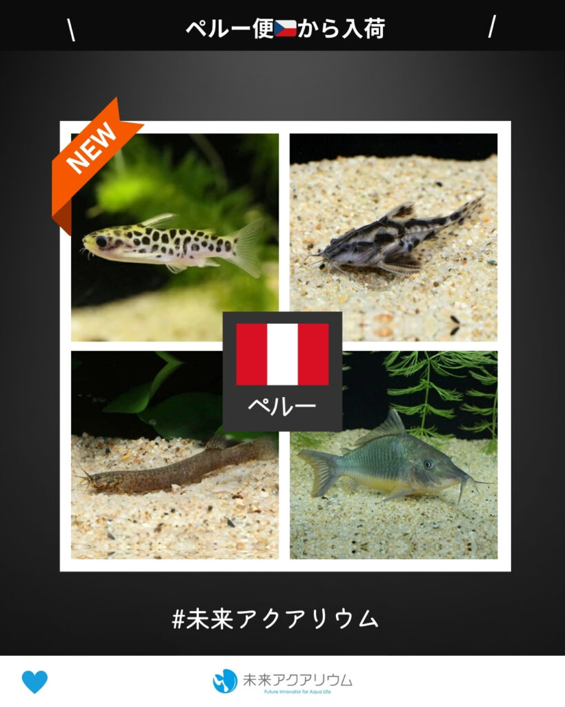 未来アクアリウム｜熱帯魚（ペルー便）入荷