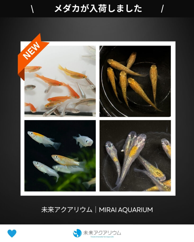 未来アクアリウム｜メダカ新入荷