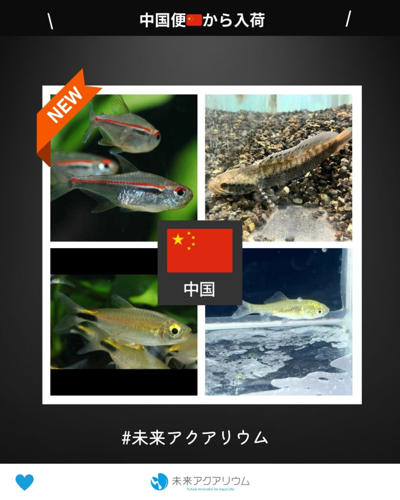 未来アクアリウム｜熱帯魚（中国便）新入荷