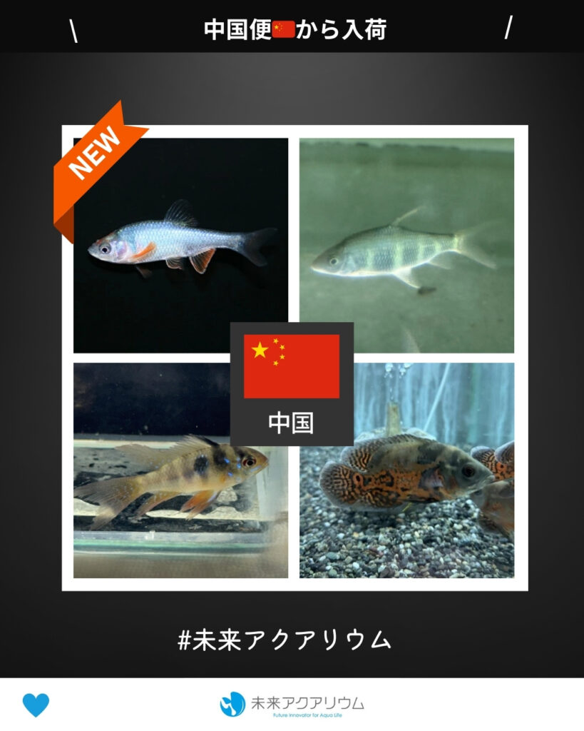 未来アクアリウム｜熱帯魚（中国便）新入荷