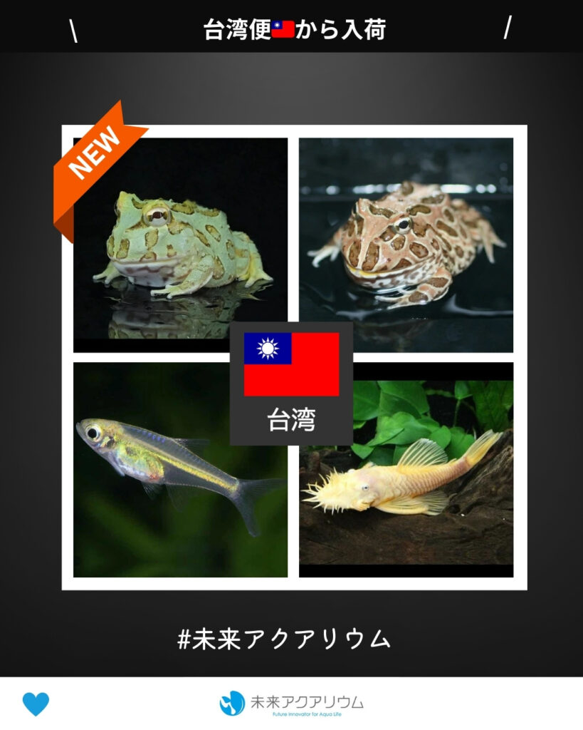 未来アクアリウム｜熱帯魚・両生類（台湾便）新入荷