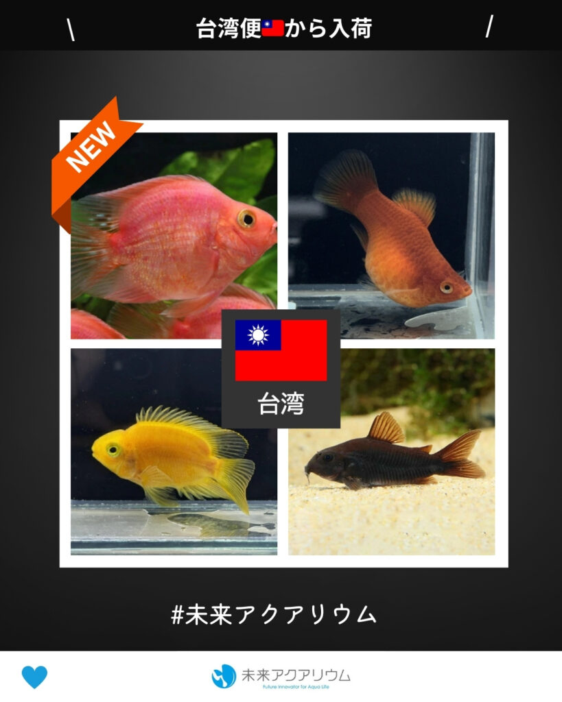 未来アクアリウム｜熱帯魚（台湾便）新入荷