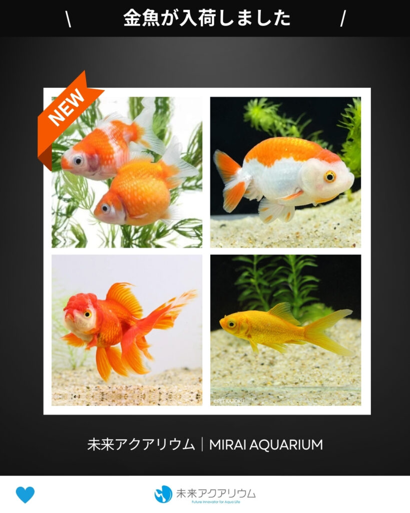 未来アクアリウム｜金魚新入荷