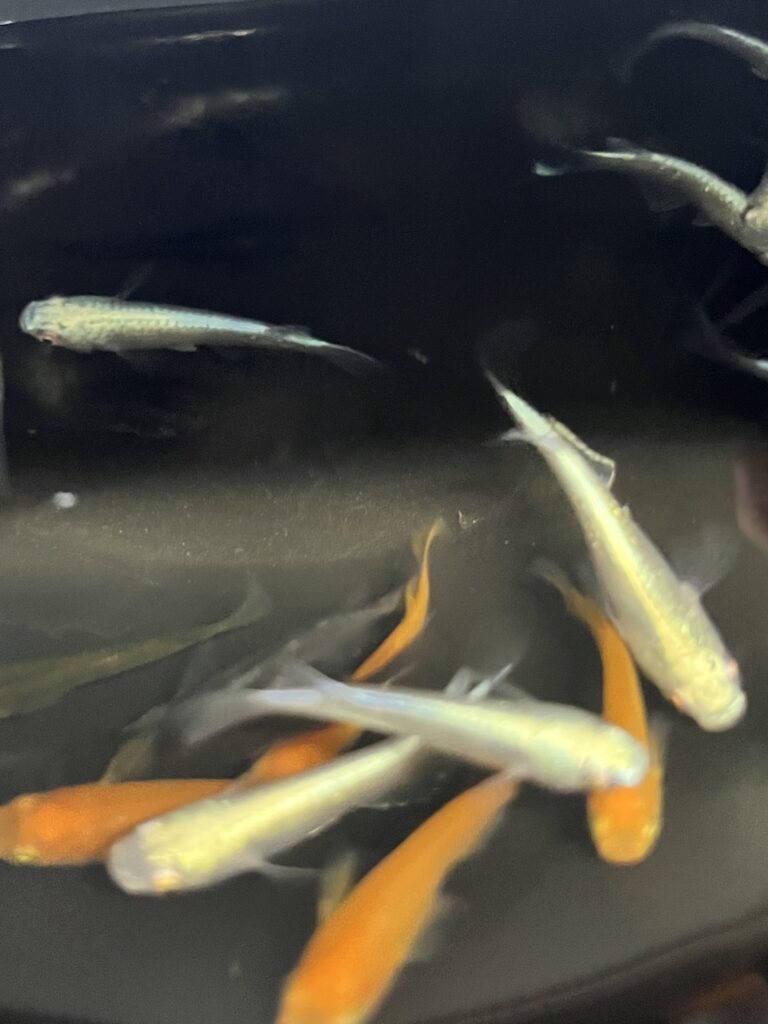 めだか準備画像-2 未来アクアリウム