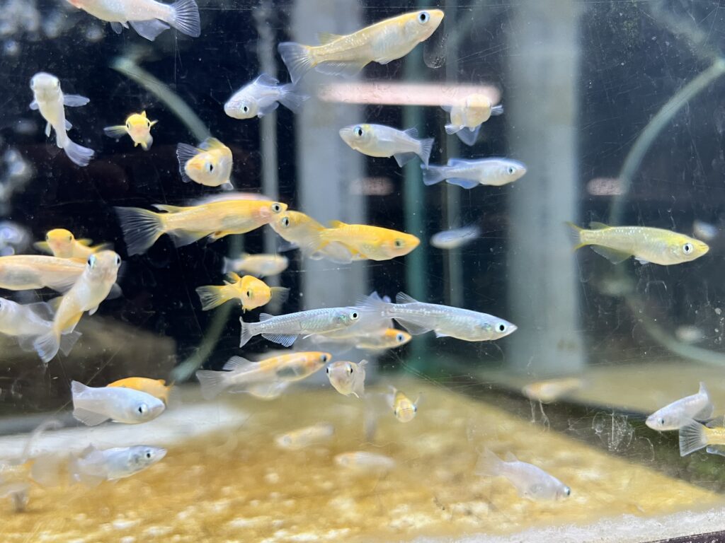 めだか準備画像-1 未来アクアリウム