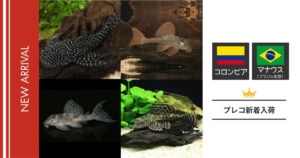 【2026年】未来アクアリウム｜プレコ（熱帯魚）入荷（コロンビア・マナウス便）
