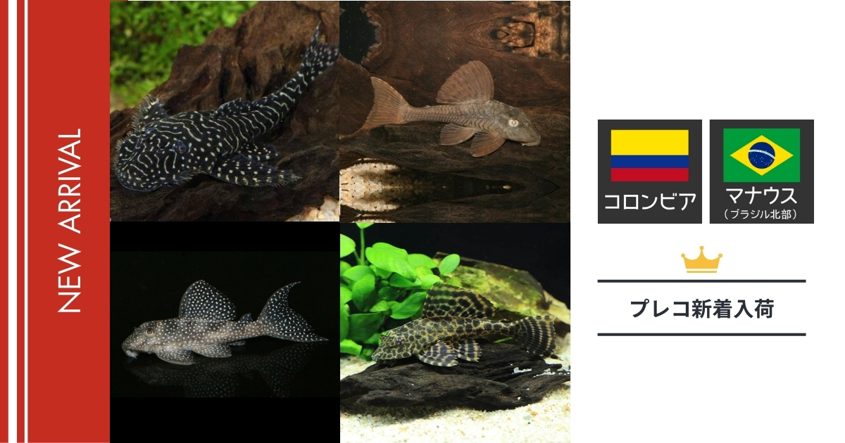 【2026年】未来アクアリウム｜プレコ（熱帯魚）入荷（コロンビア・マナウス便）