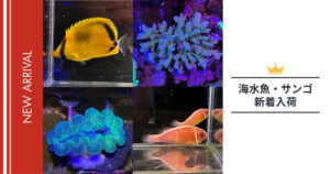 【2026年】未来アクアリウム｜海水魚・サンゴ入荷