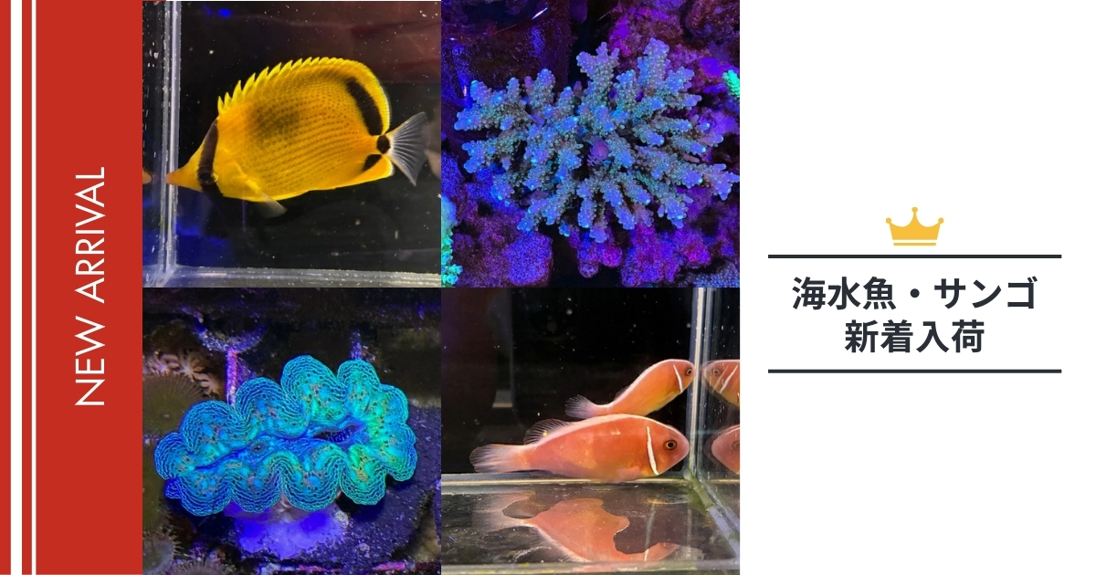 【2026年】未来アクアリウム｜海水魚・サンゴ入荷