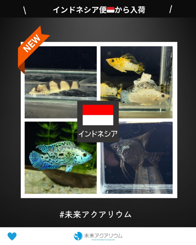 未来アクアリウム｜インドネシア便新入荷