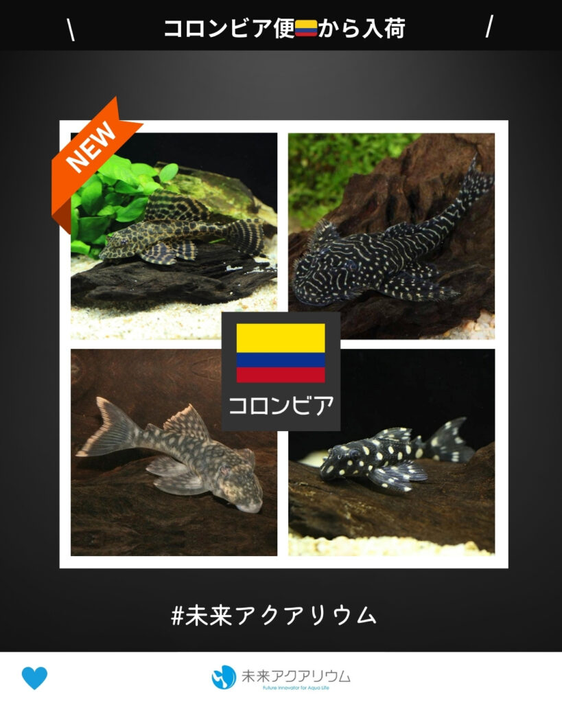 未来アクアリウム｜プレコ（熱帯魚）コロンビア便新入荷