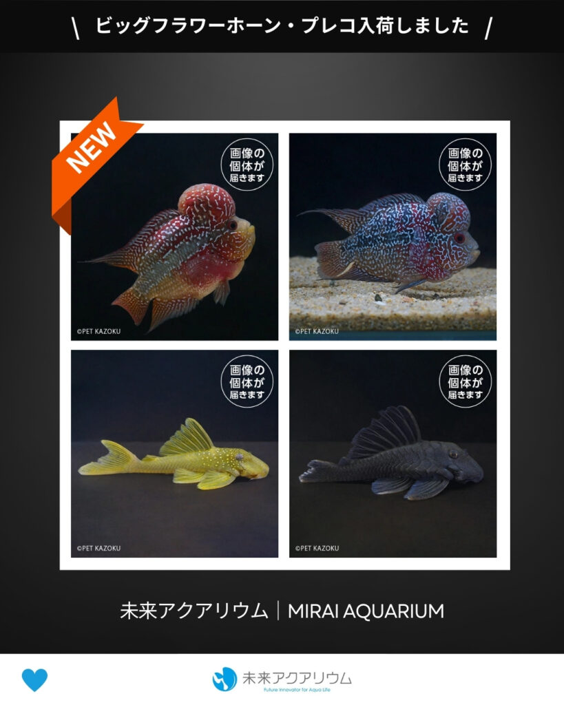未来アクアリウム｜ビッグヘッドフラワーホーン・プレコ新入荷
