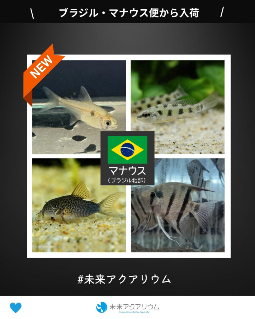 未来アクアリウム｜ブラジル・マナウス便新入荷