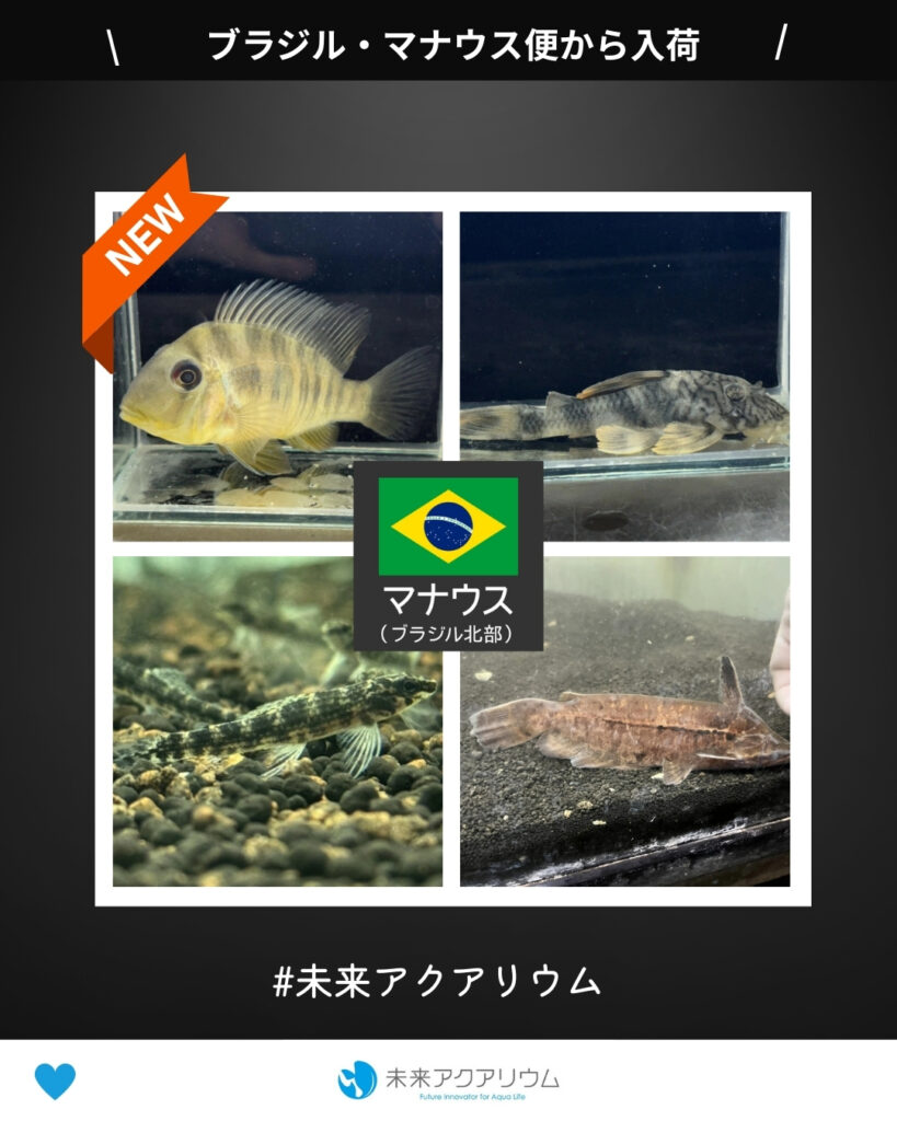 未来アクアリウム｜ブラジ