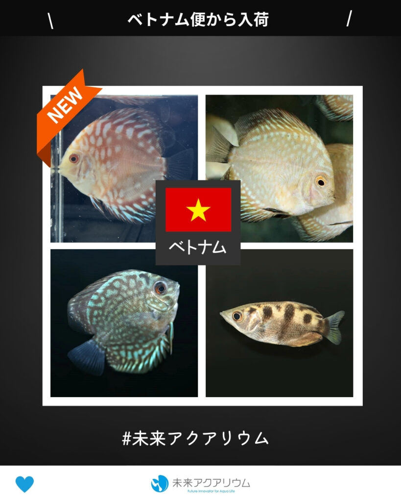 未来アクアリウム｜ベトナム便新入荷