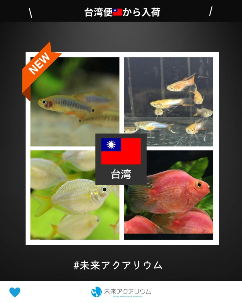 未来アクアリウム｜台湾便新入荷