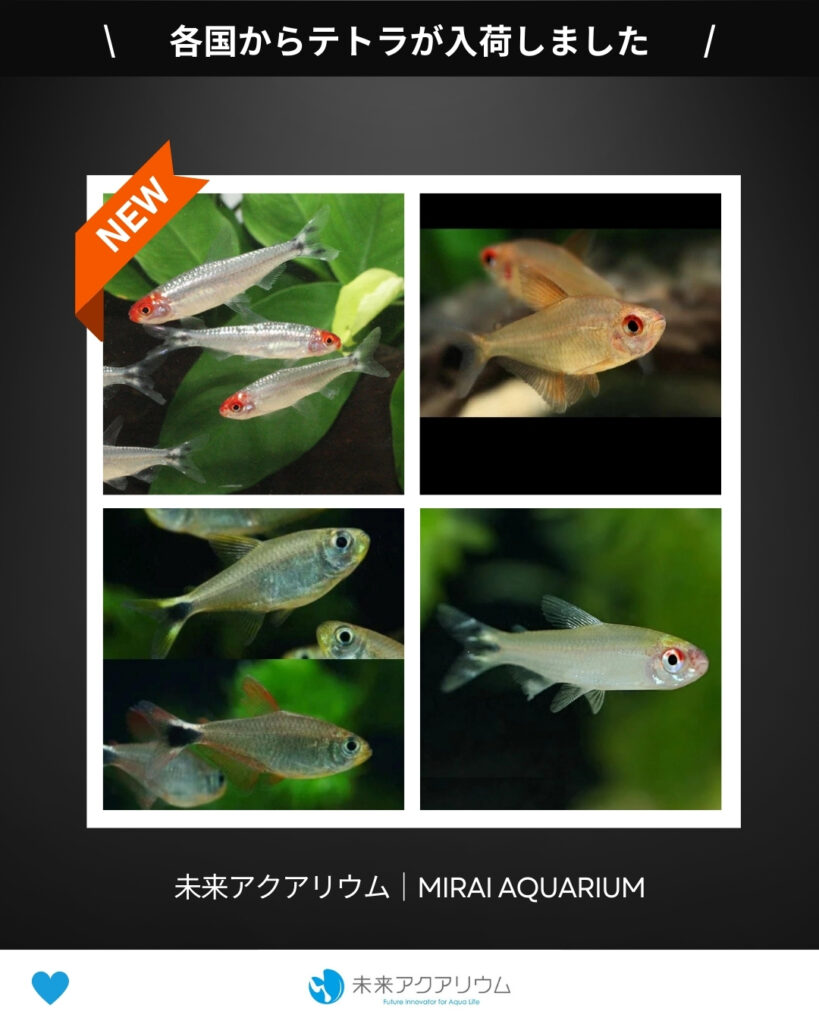 未来アクアリウム｜各国からテトラ新入荷