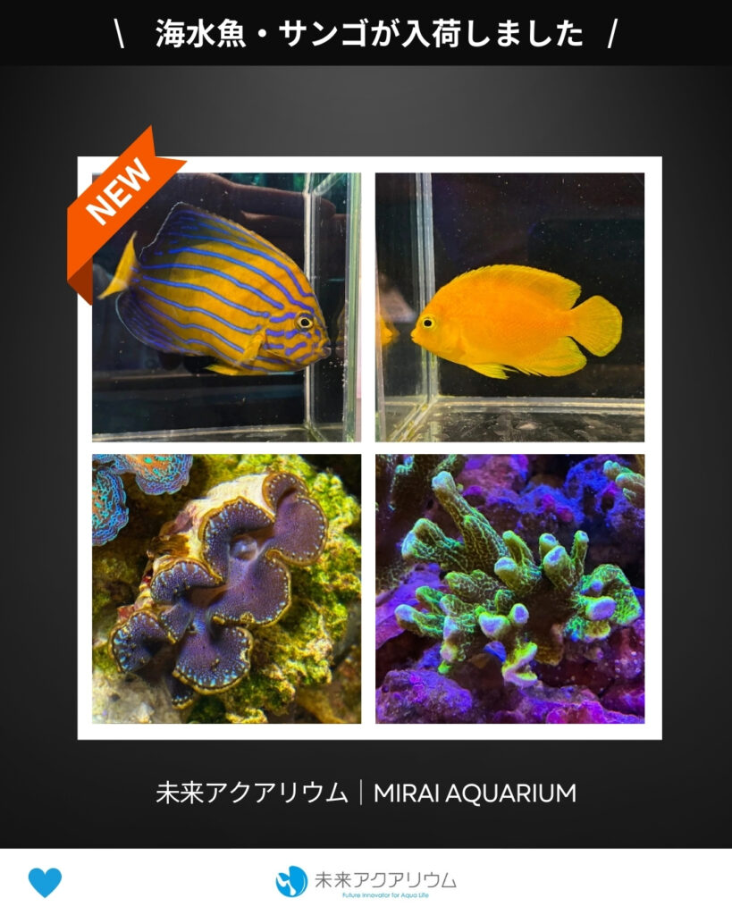 未来アクアリウム｜海水魚・サンゴ新入荷