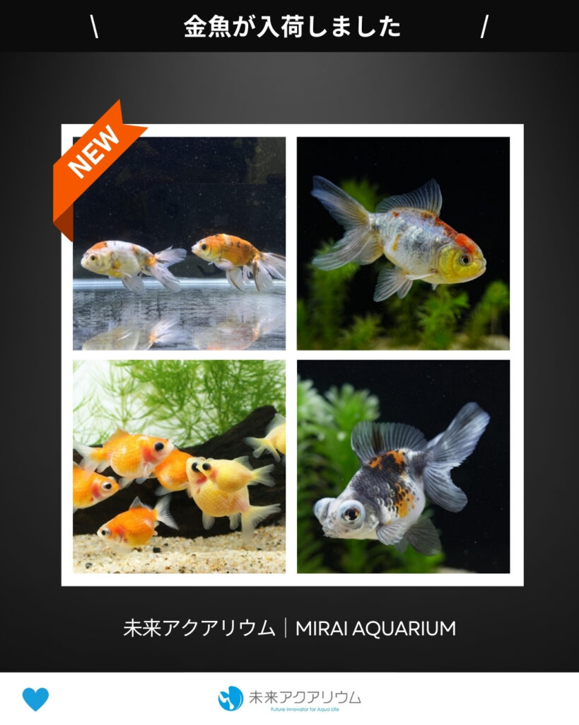 未来アクアリウム｜金魚新入荷