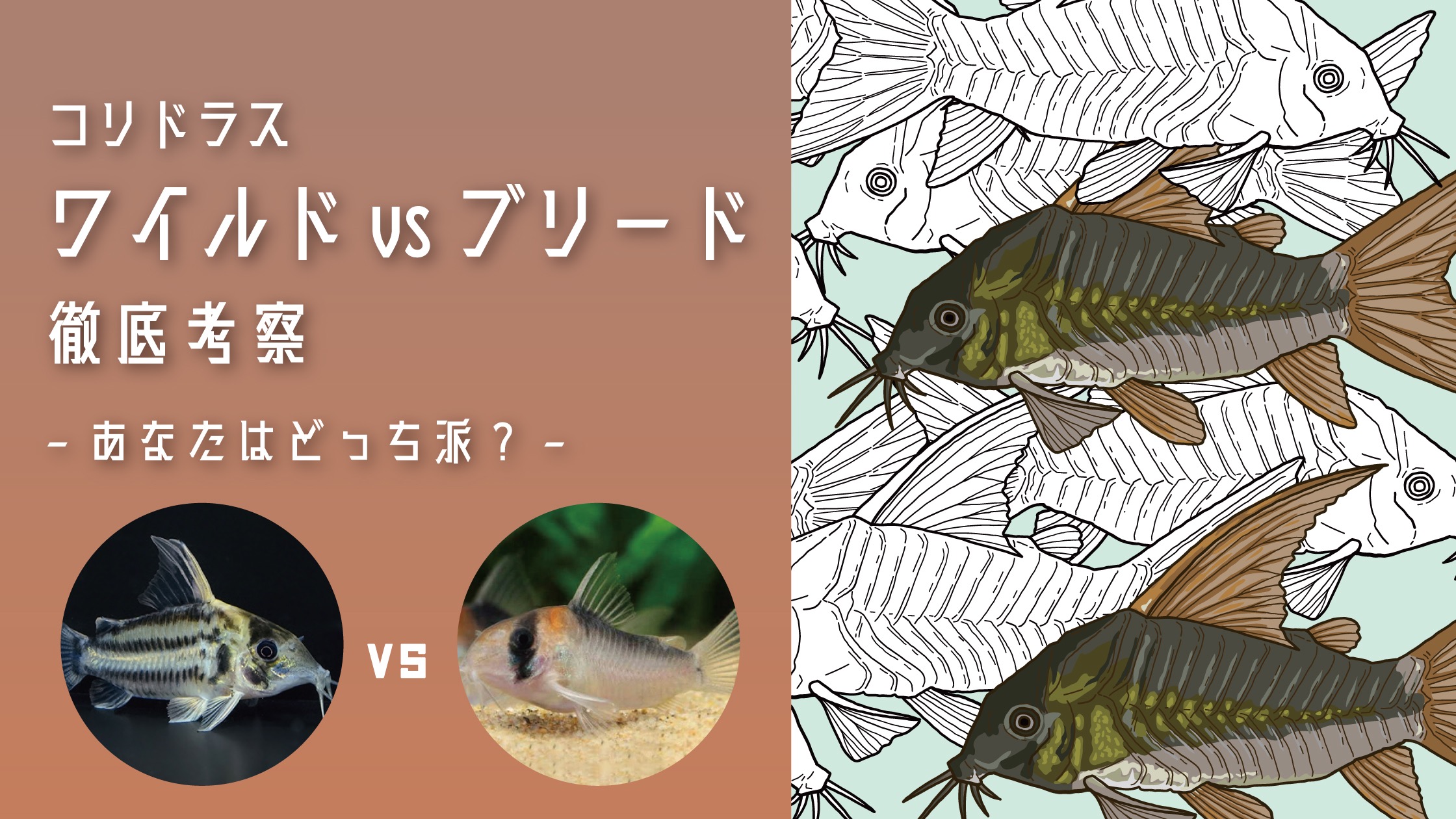 コリドラス】ワイルド vs ブリード徹底考察｜違い・魅力・選び方まとめ